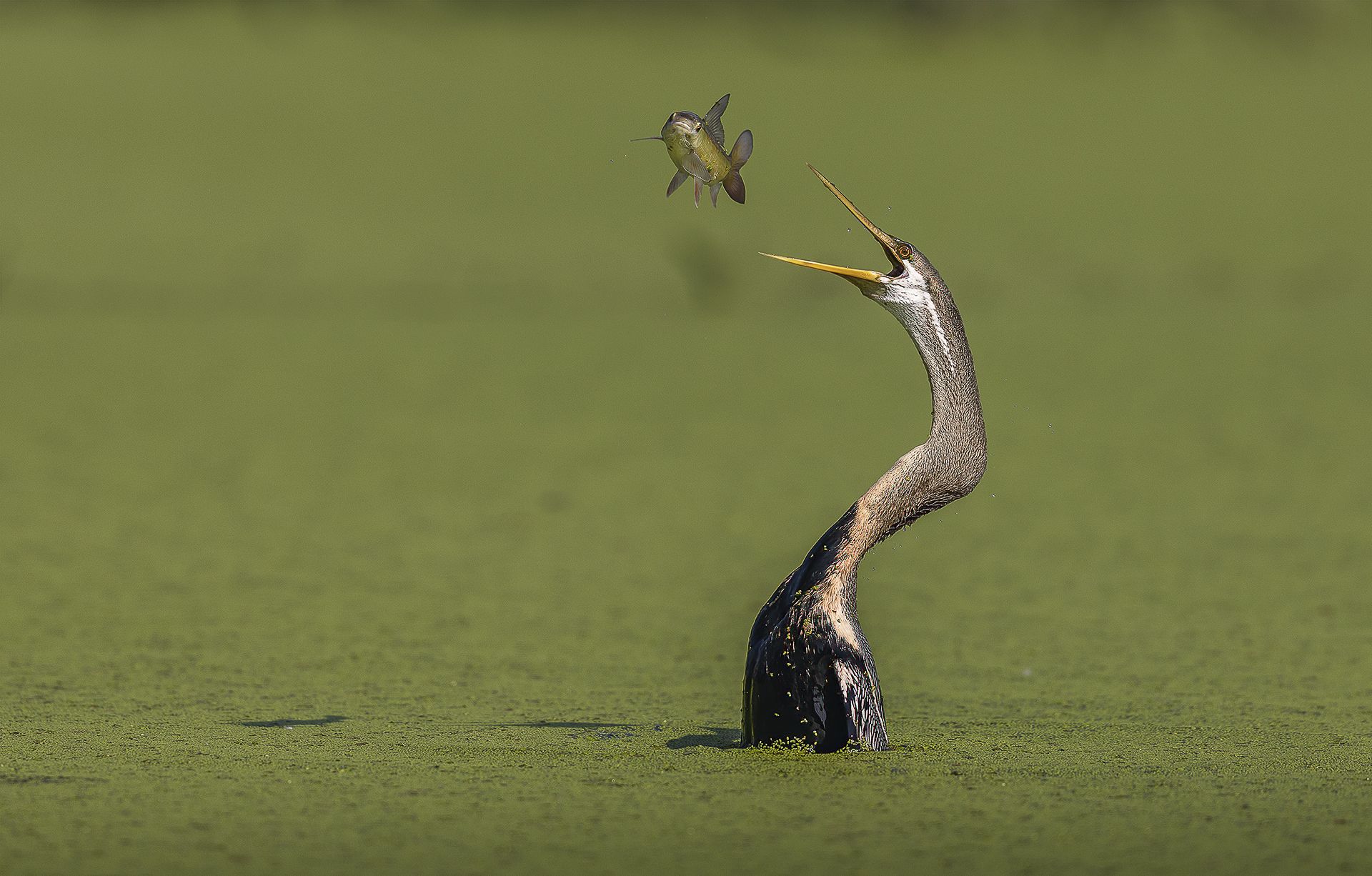 CATCHING A FLYING FISH ? - Jagdeep Rajput (India) - Mención de Honor: Mundo de las Aves