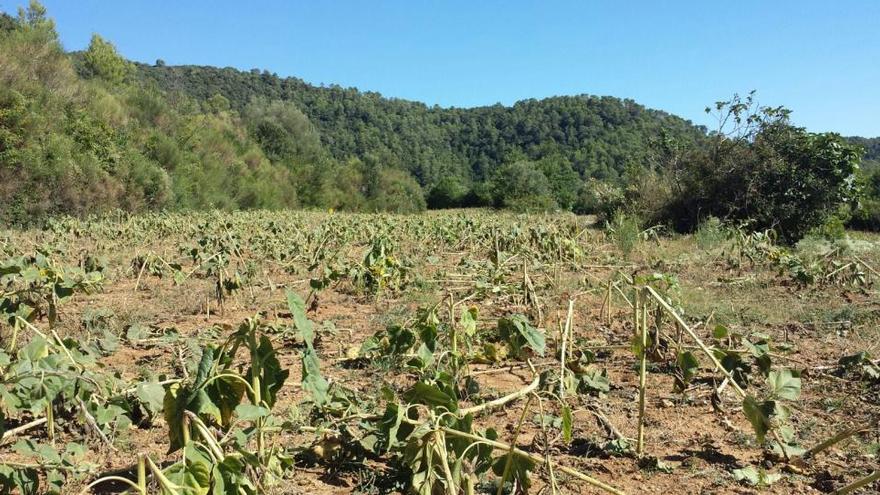 Els senglars arrasen el 100% de la collita d&#039;un camp de gira-sol a Canet d&#039;Adri