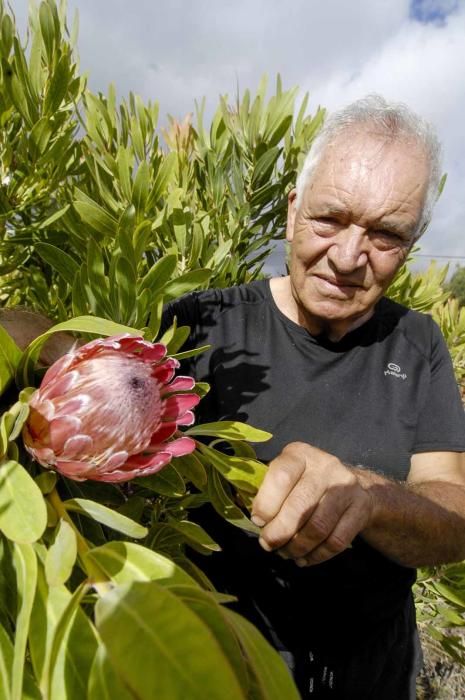 Finca de proteas de Alfonso Mayor