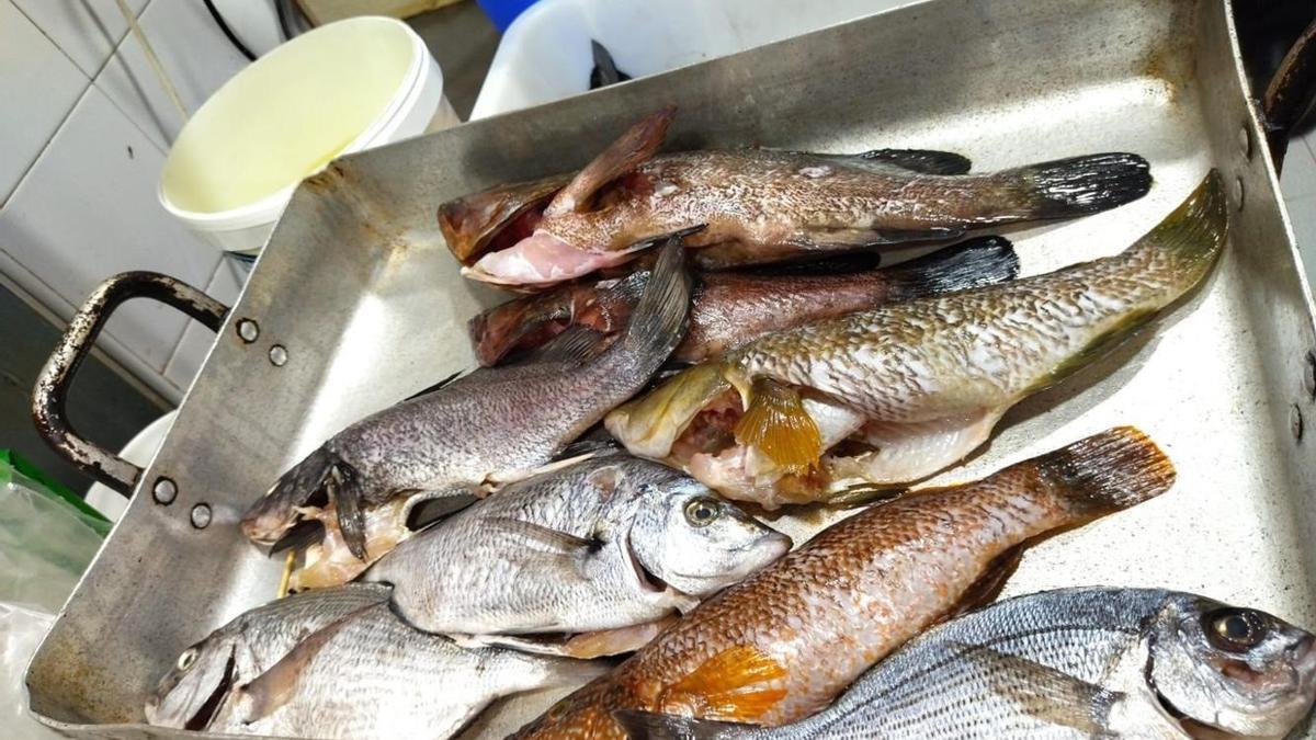 Pescados arponados encontrados en un restaurante de pesca de Palma.