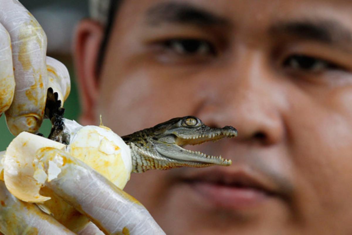 Un cuidador filipí ajuda una cria de cocodril a sortir de la closca en una granja de cocodrils de Manila (Filipines).
