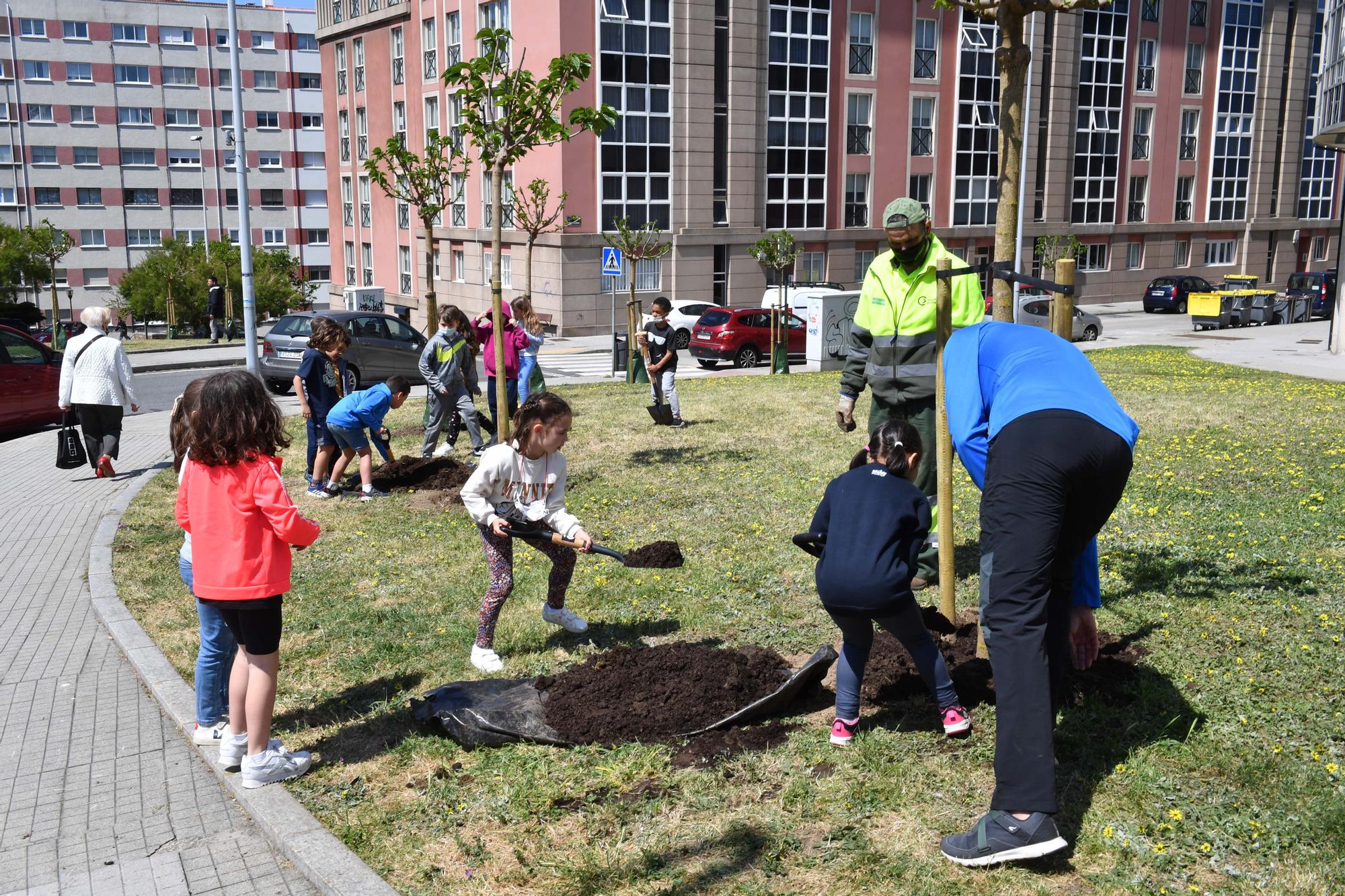 Alumnos del colegio Torre de Hércules plantan quince moreras