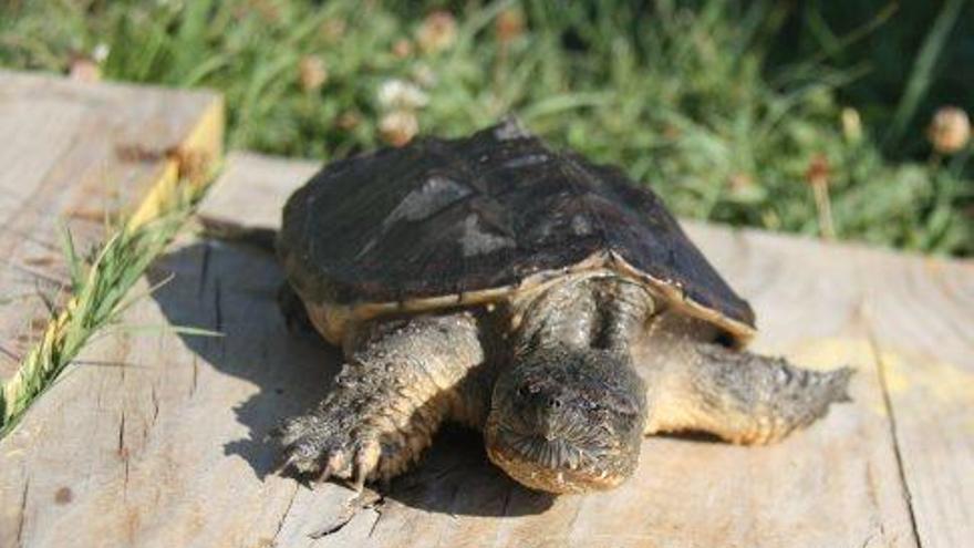 Tortuga mossegadora al llac de Banyoles el 2016, com les d&#039;Avià