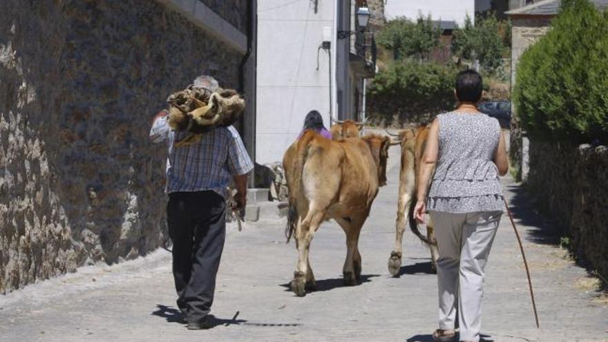 Dos personas de Porto conducen unas vacas por una calle de la localidad sanabresa.