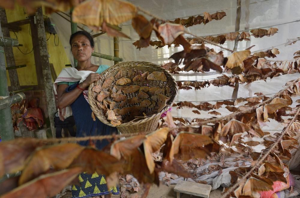 La fabricació de cucs de seda a l''Índia