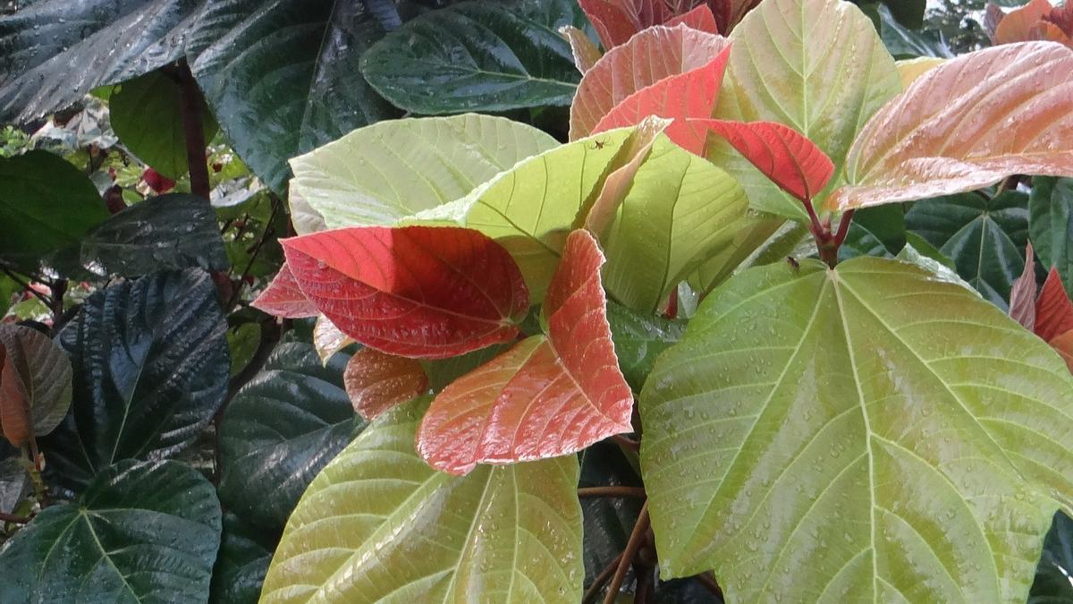 PLANTAS | Decora tu hogar con un ficus, la planta más fácil de cuidar