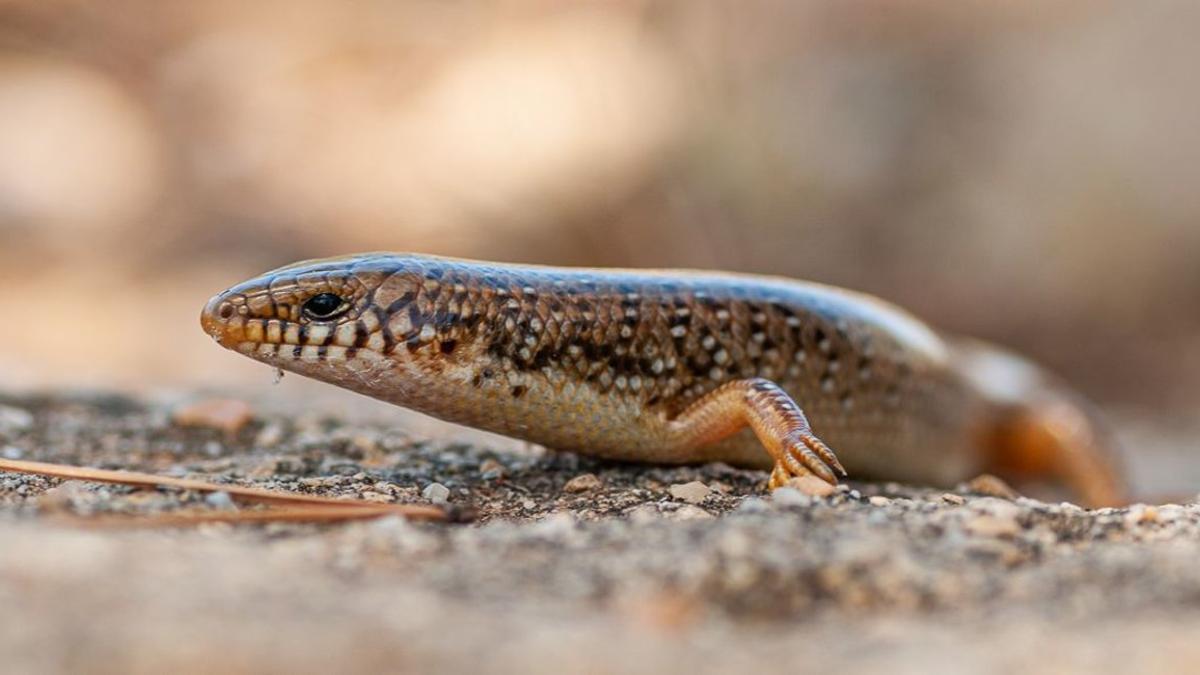 Eslizón ocelado.