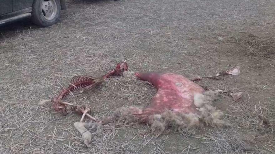 Restos de la oveja dejados por los buitres ayer en Palazuelo.