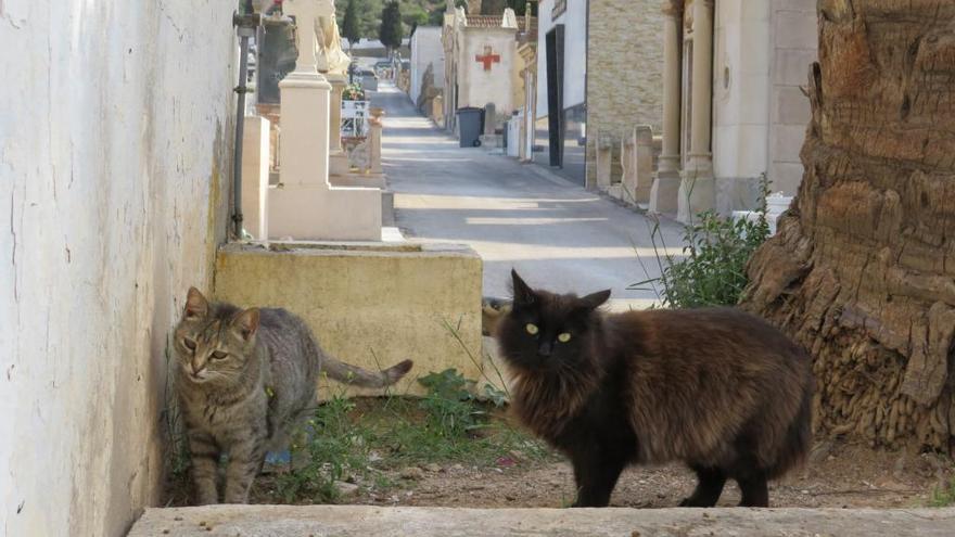 Dos de los felinos pertenecientes a la colonia arraigada en el cementerio de Los Remedios.