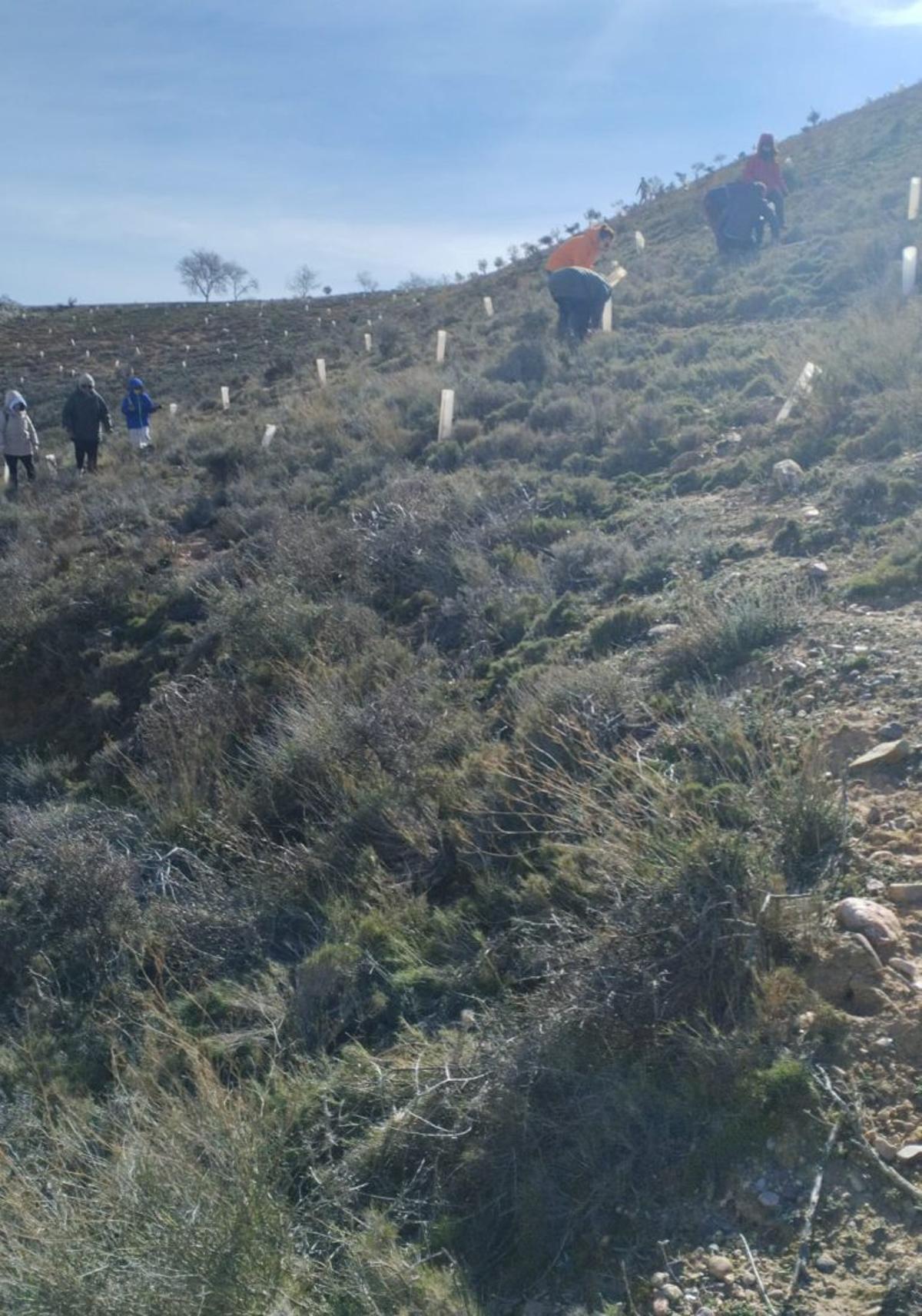 Alumnado de 5º y 6º del CEIP Mateo Valero también realizó una plantación en el paraje de La Balsa de Cariñena.  | SERVICIO ESPECIAL