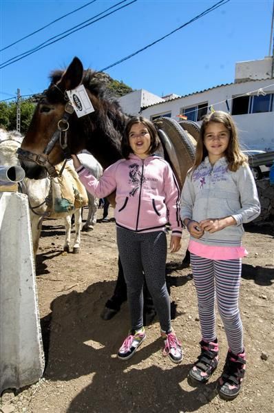 XX Feria Equina de La Culata de Tejeda