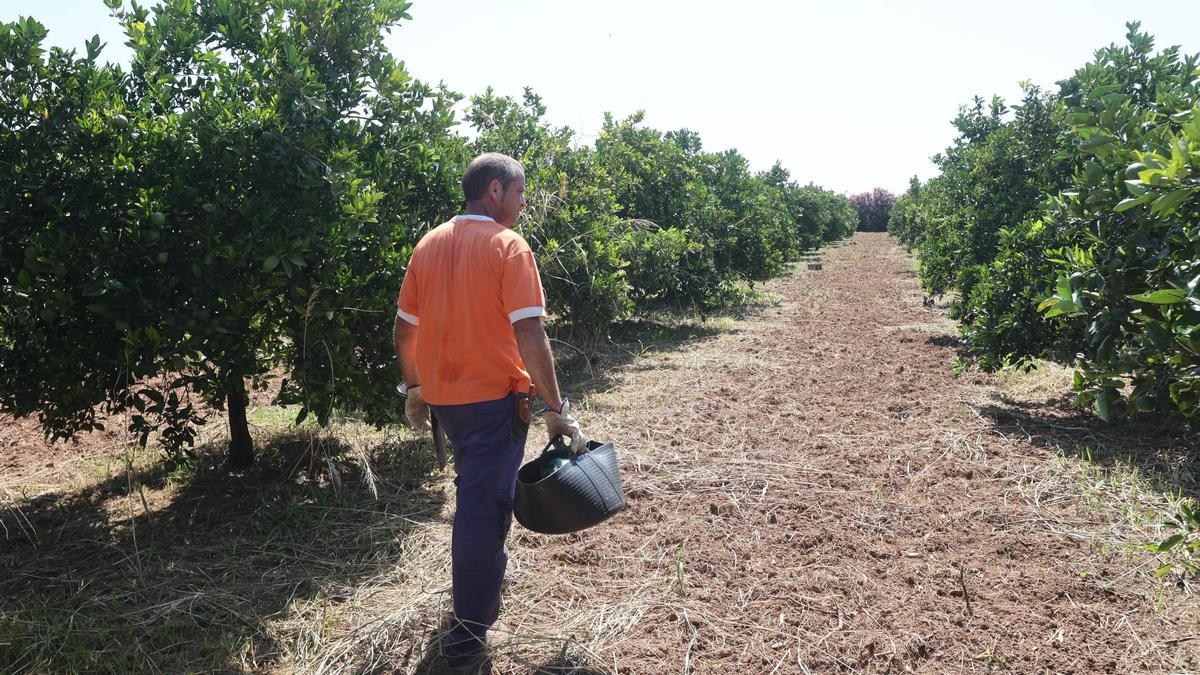 Un agricultor con un campo de cítricos en Burriana, en una imagen de archivo.