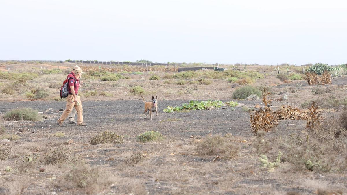 El Cabildo de Lanzarote refuerza las investigaciones sobre los casos de envenenamiento animal