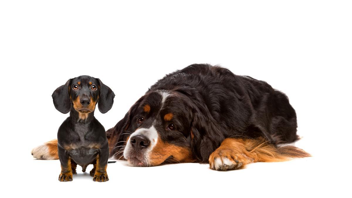 No todos los perros se adaptan bien a la convivencia en familia