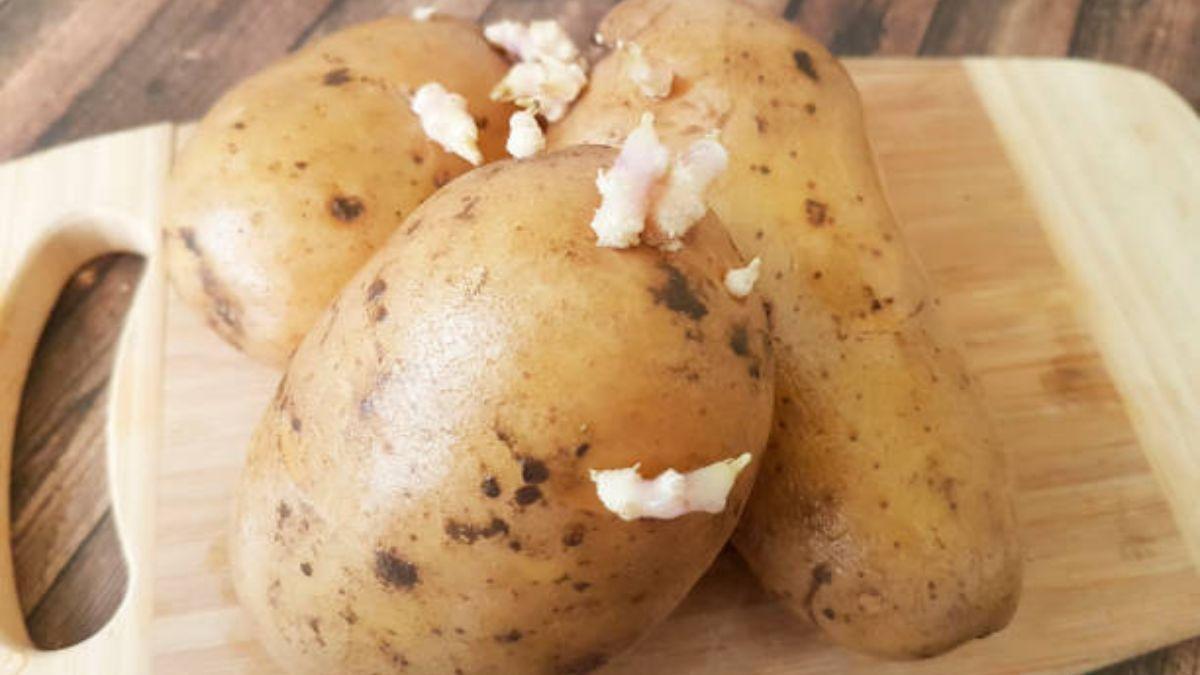 Brotes en una patata.