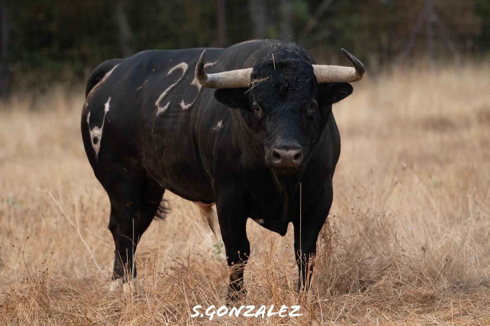 Las fotos de los 12 toros que exhibirá Almenara en sus fiestas patronales