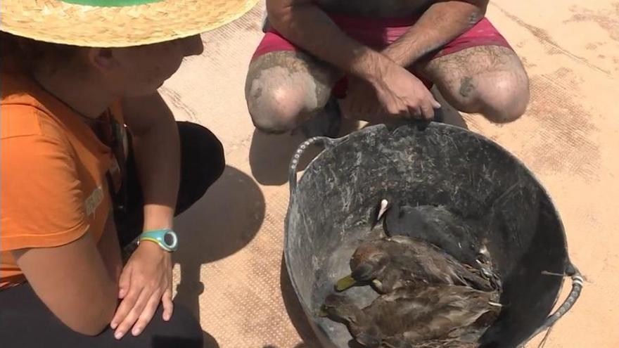 Algunas de las aves afectadas por botulismo en l&#039;Albufera.