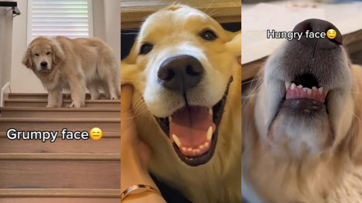 Las caras del Golden Retriever