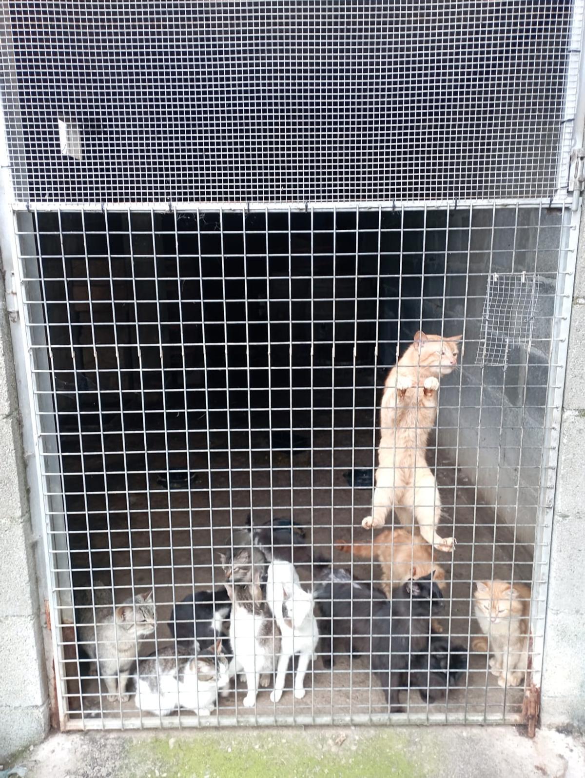 Gatos encerrados en una casa de A Pedreira