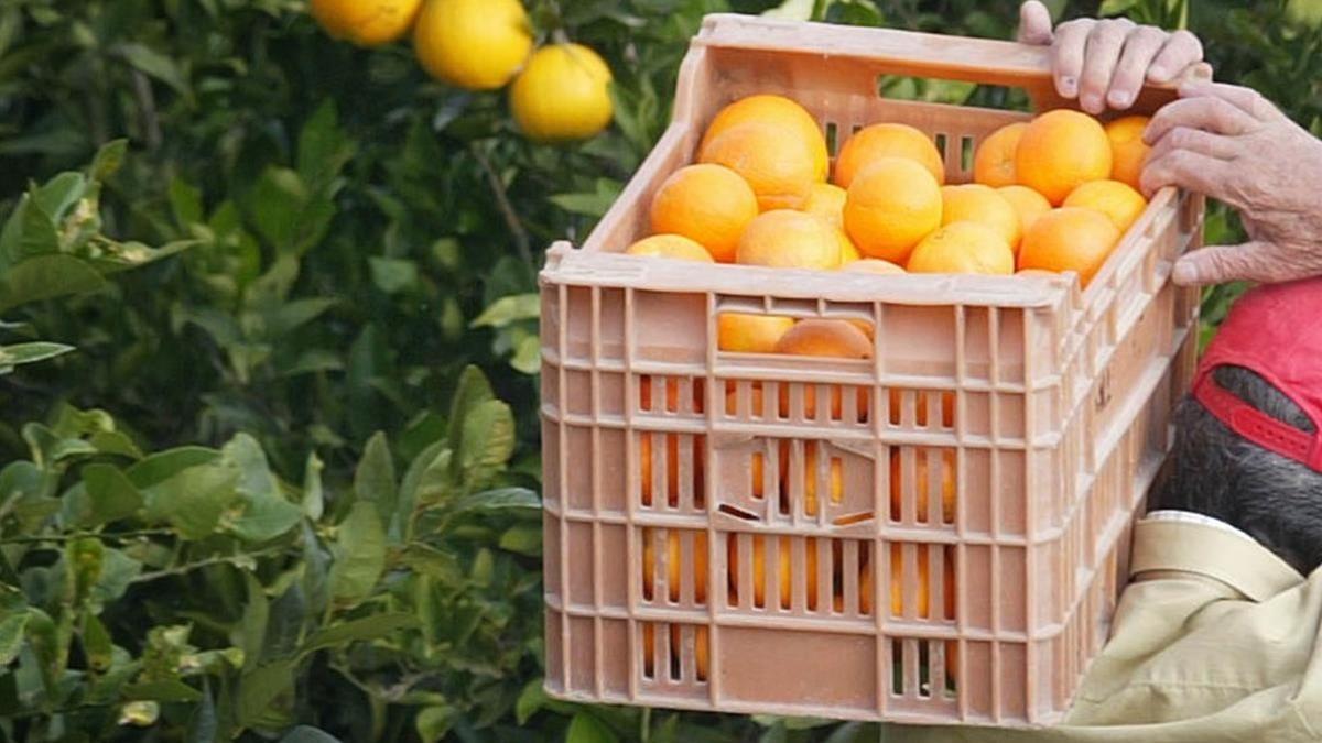 Catorce detenidos y 144 investigados por robar 350.000 kilos de naranjas