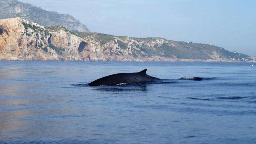 Avistan 55 ballenas en un año en el cabo de Sant Antoni