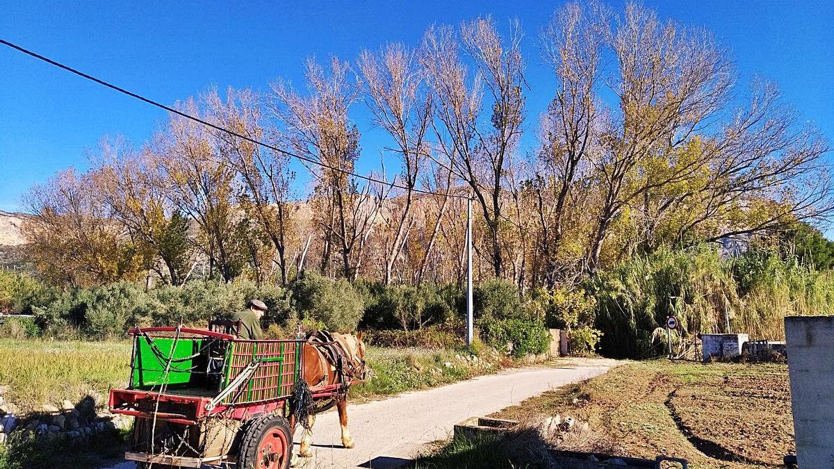 La belleza otoñal de los chopos del Montgó | A. P. F.