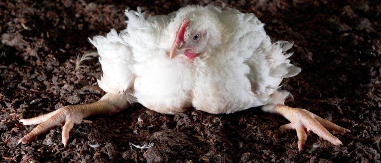 Un pollo de crecimiento rápido, con más que probables problemas de sobrepeso para mantenerse en pie.