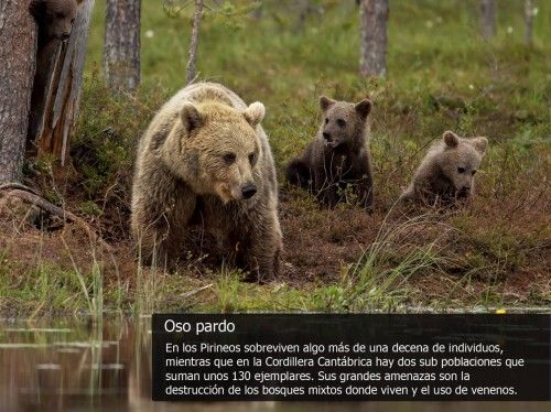 Las especies más amenazadas de la fauna española