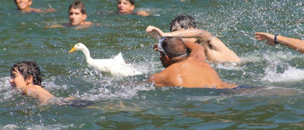 Participantes intentando coger al animal en la fiesta de la suelta del pato de Cueva de 2013.