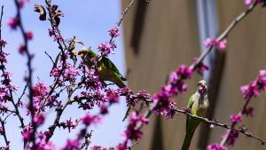 Barcelona s’omplirà de color les pròximes setmanes: on florirà l’arbre de l’amor aquesta primavera