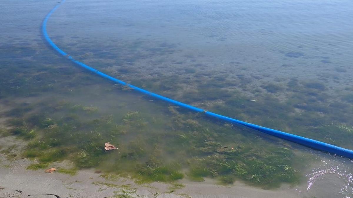 Primeros síntomas de anoxia en el Mar Menor, a principios de este mes.