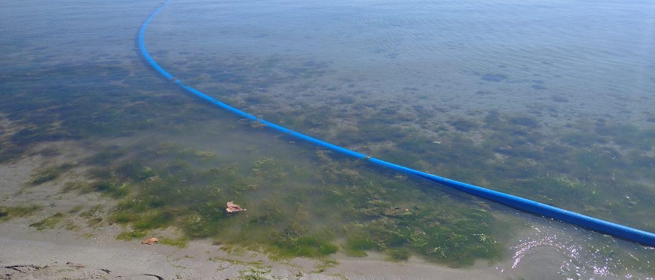 Primeros síntomas de anoxia en el Mar Menor, a principios de este mes.