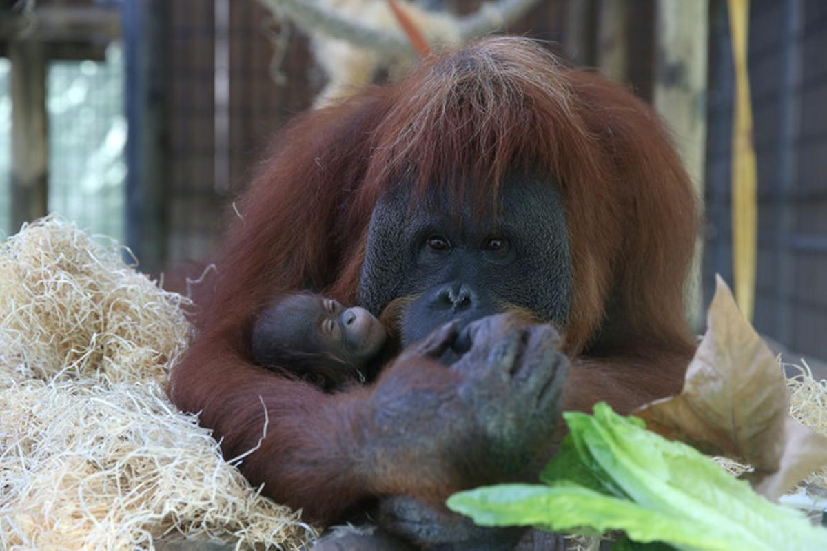 Un orangutan del Zoo de Barcelona amb la seva cria.