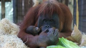 Un orangutan del Zoo de Barcelona amb la seva cria.
