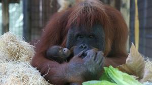 Un orangután del Zoo de Barcelona con su cría.