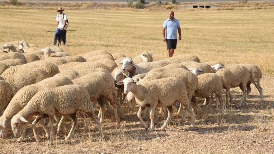 Aragón reduce casi a la mitad su cabaña de ovejas en 15 años