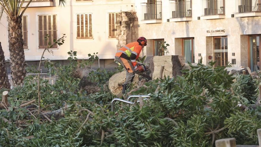 Así ha sido la tala de los bellasombra de la plaza Llorenç Villalonga de Palma
