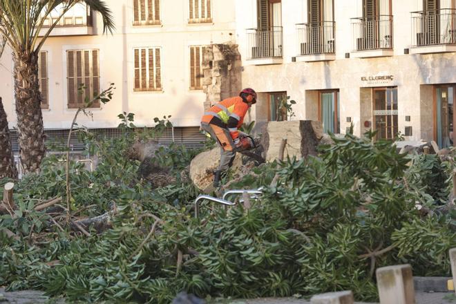 Así ha sido la tala de los bellasombra de la plaza Llorenç Villalonga