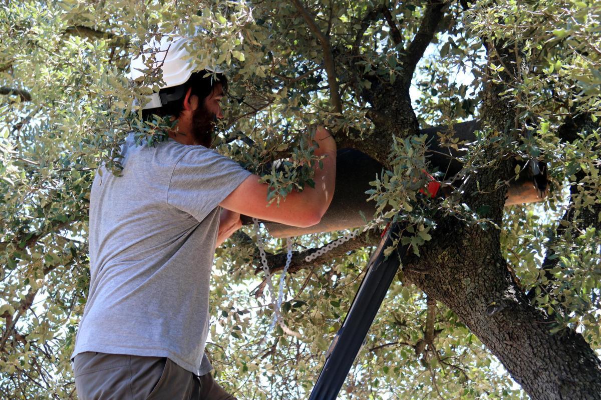 Instal·lació d'una caixa niu en una alzina de l'Anella Verda de Manresa