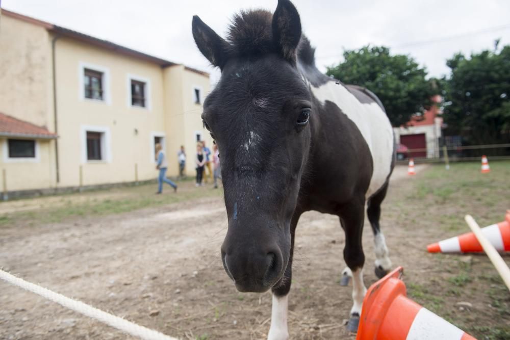 'Coaching' con caballos para empresarios