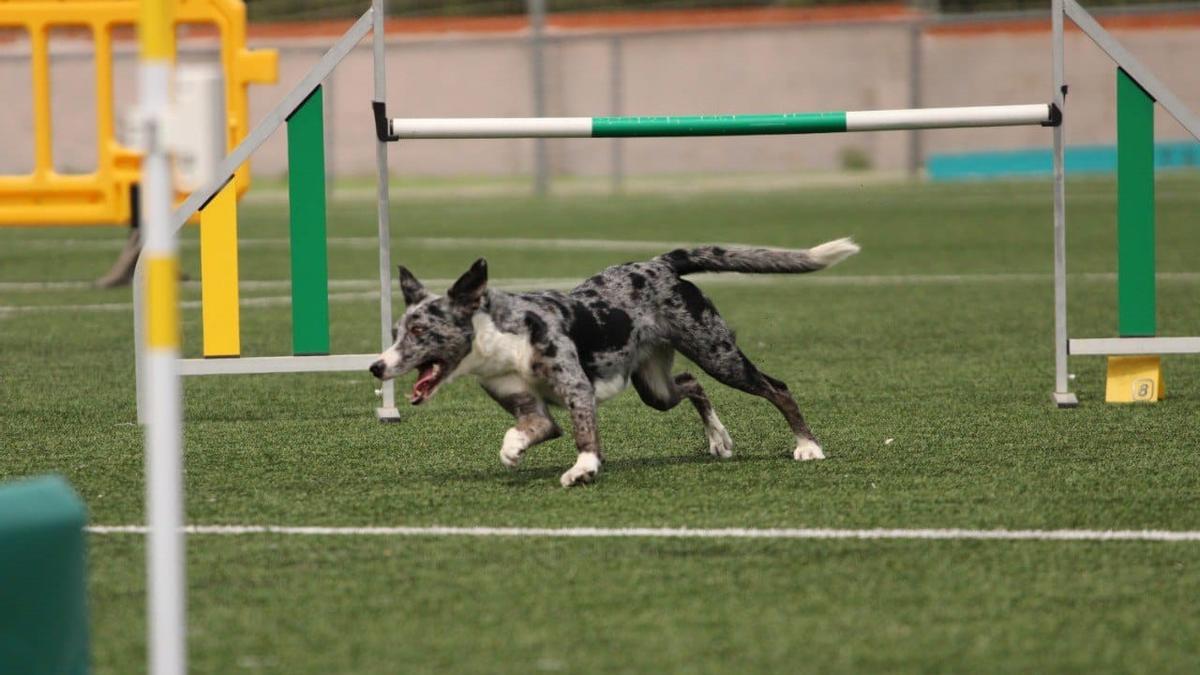 Los perros más atletas se han dado cita en Pozuelo de Alarcón