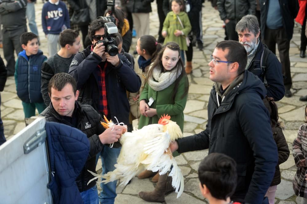 Palomas mensajeras y ofrendas para San Antón