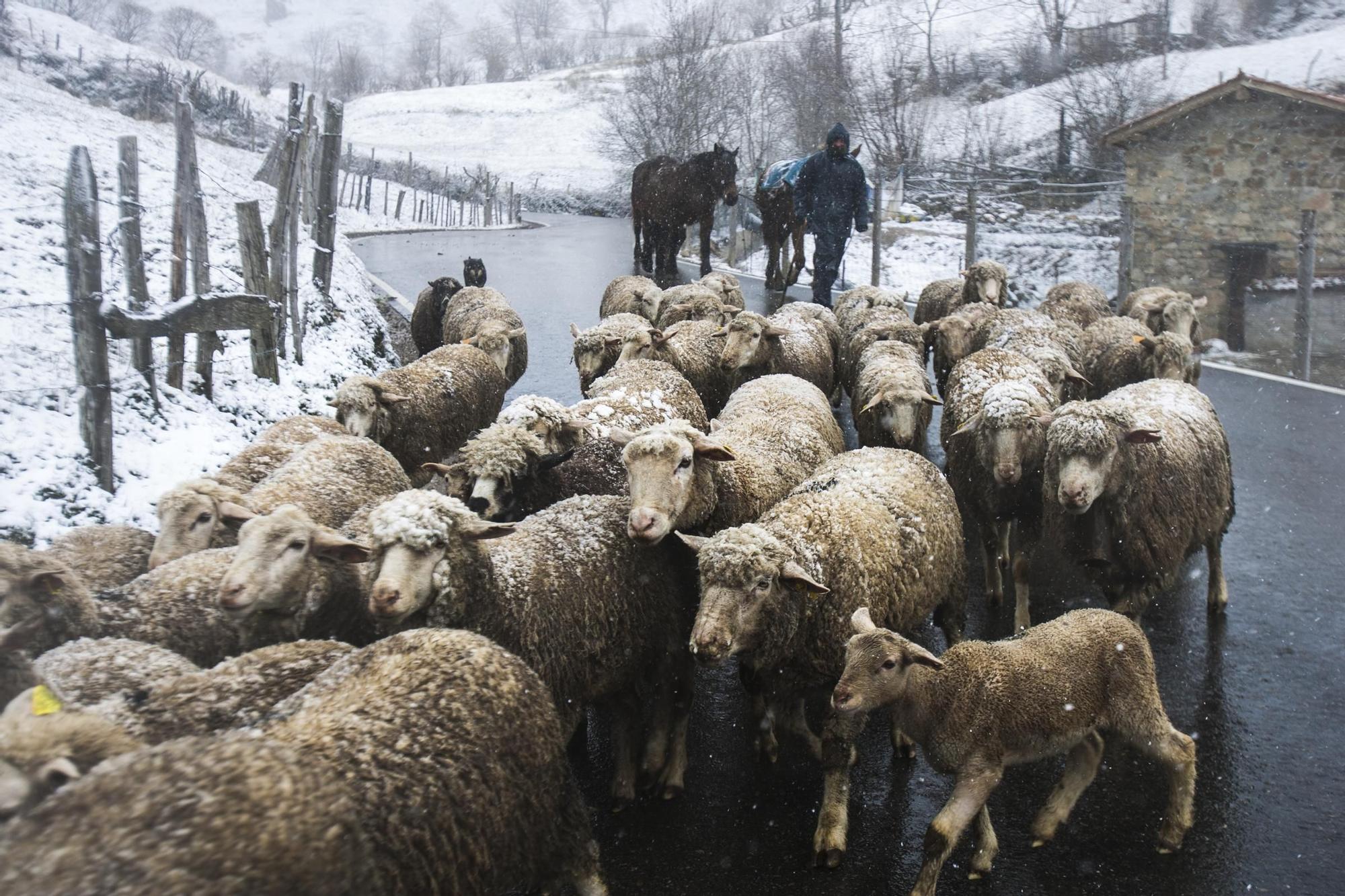 El invierto asturiano tiene su encanto: las 40 fotos que lo demuestran