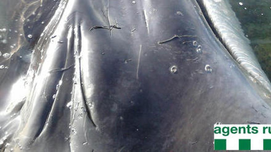 Pla detall de la balena morta trobada a la badia dels Alfacs