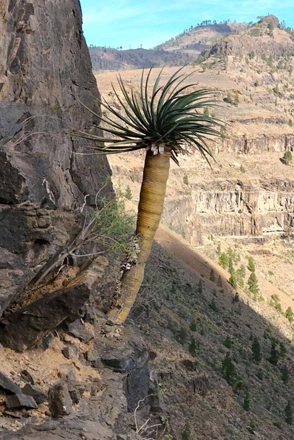 Drago Gran Canaria (2)
