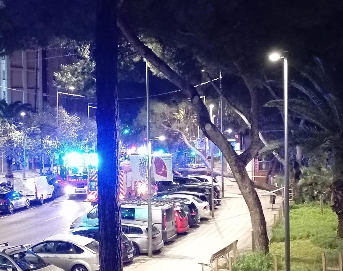 Los bomberos han tenido que desplazar tres dotaciones para retirar un árbol caído de grandes dimensiones