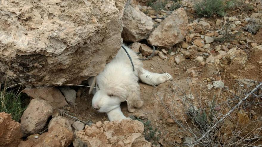 El cachorro encontrado el pasado fin de semana bajo una roca.