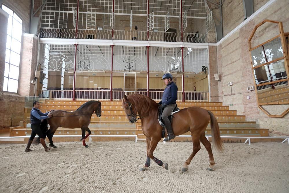 Coronavirus en Córdoba: ¿Quién cuida de los caballos en Caballerizas?