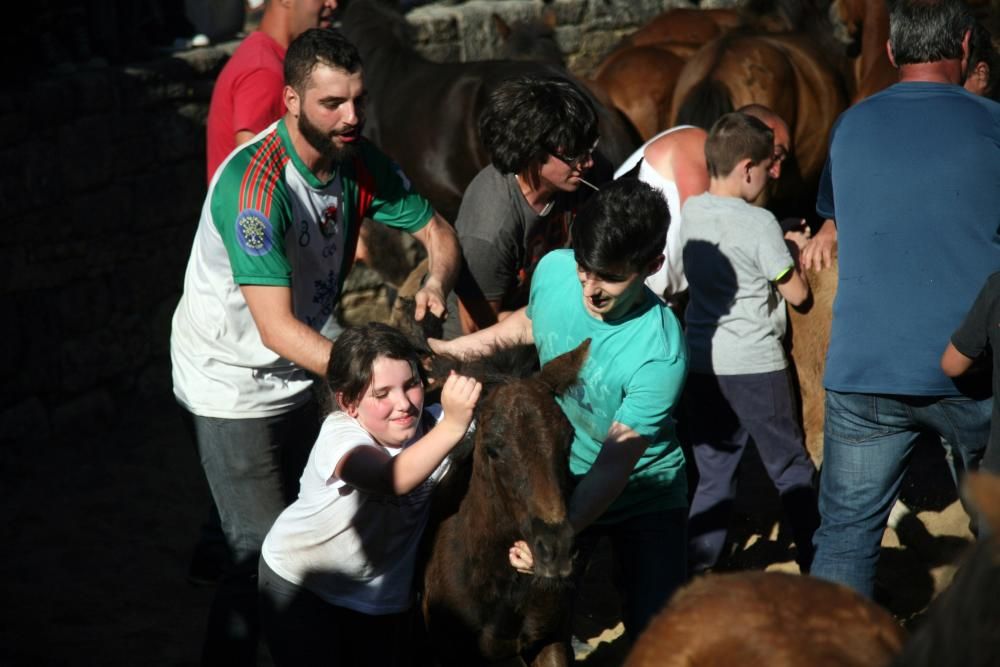 Más de quince "aloitadores" raparon a cerca de 200 caballos en el primer curro de Sabucedo