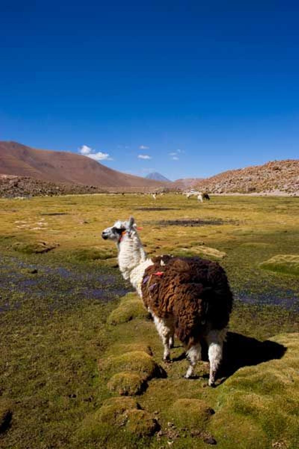 Llama de la región de Atacama.
